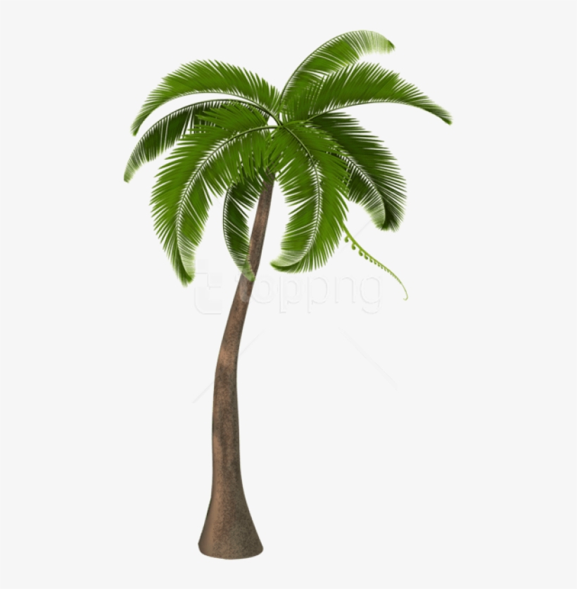 Free Png Download Beautiful Palm Tree Png Images Background - Coconut Tree Hd Png, transparent png #9589015