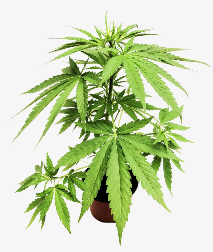 Connections - Cannabis, transparent png #9591712