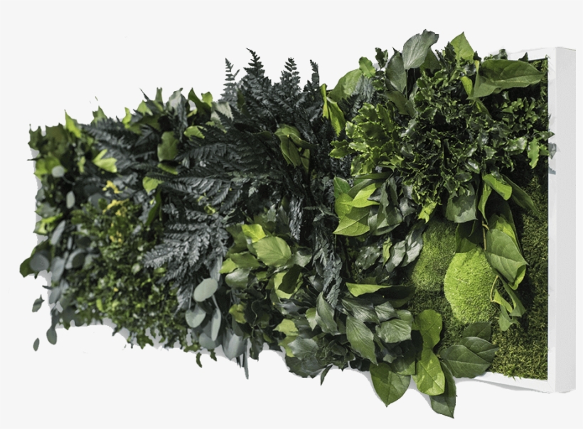 Jungle Image - Houseplant, transparent png #9592112