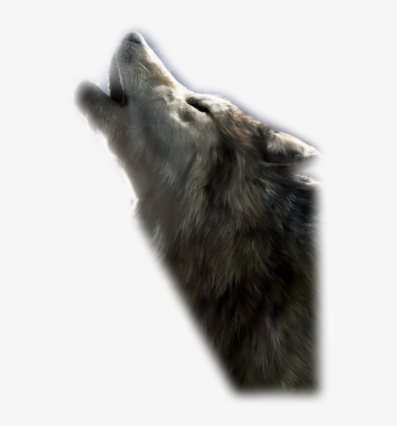 Photo Sorensen Designsmistsept165-10 - Wolfdog, transparent png #9592239