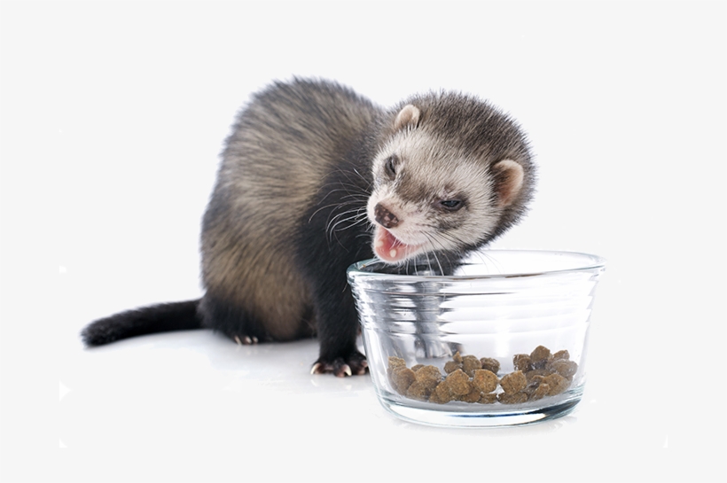Commercial Ferret Food Good Ferrets Free Transparent PNG Download