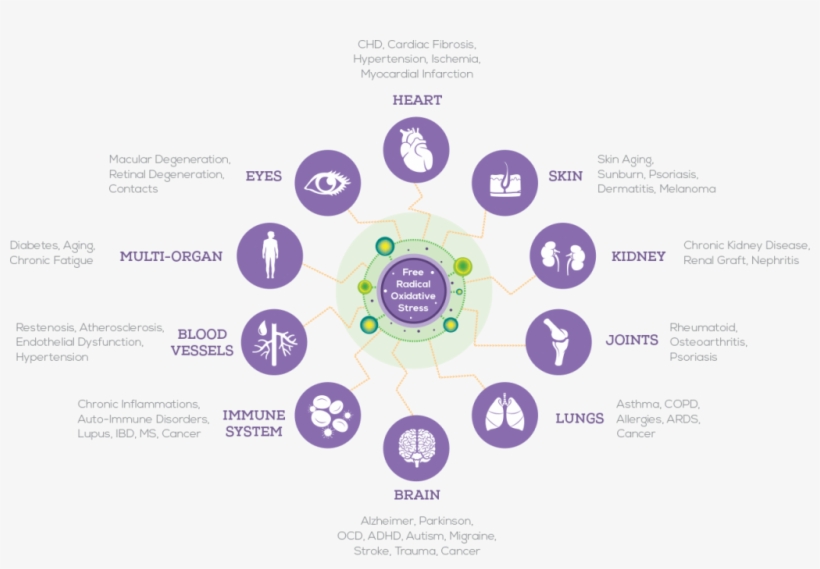 Oxidative Stress Test - Német Kérdőszavak, transparent png #9593575