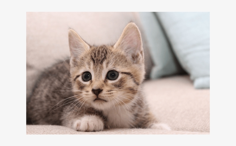 Photo Of Snickers Nk2855 - Domestic Short-haired Cat, transparent png #9593619