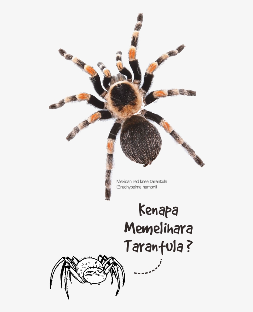 1 - Cómo Dibujar Una Tarántula, transparent png #9595661