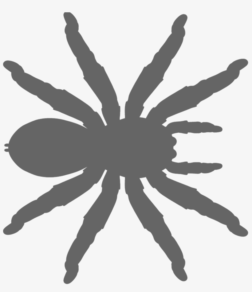 Tarantula, transparent png #9595827