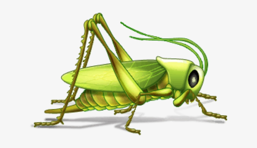 Grasshopper Clipart Cold - Insects Examples With Names, transparent png #9597386