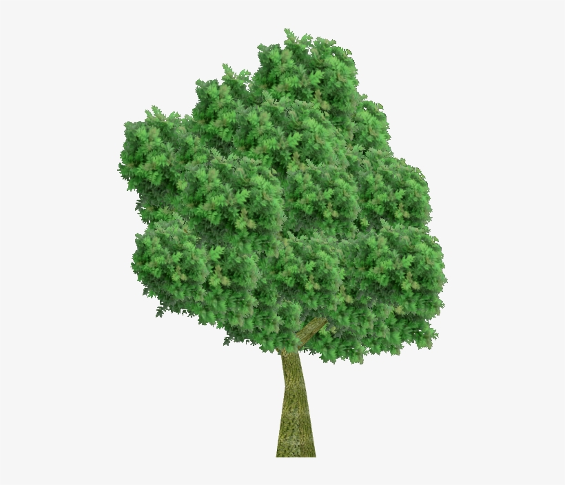 European Ash - Кусты Без Фона, transparent png #9597556