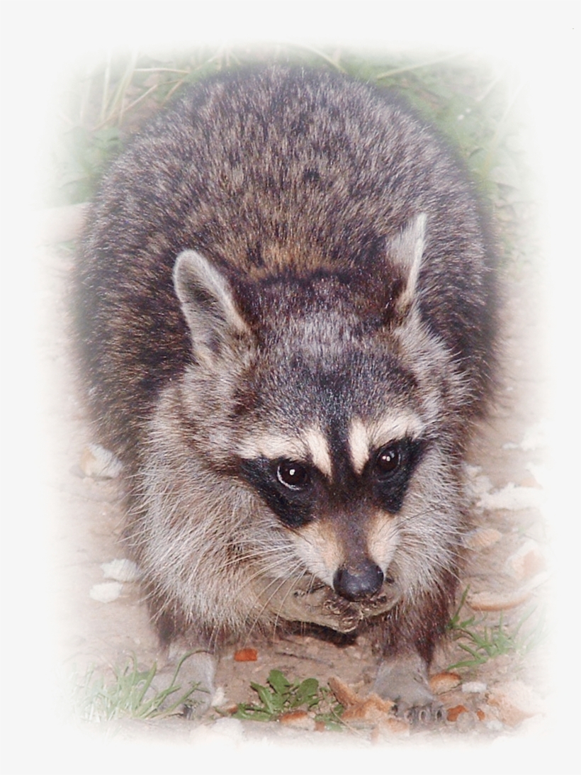 Ricky Raccoon Digital Art - Procyon, transparent png #9597610