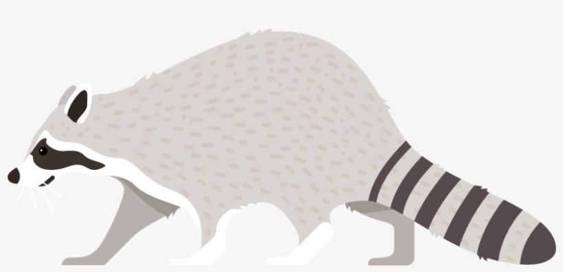 Procyon, transparent png #9597886