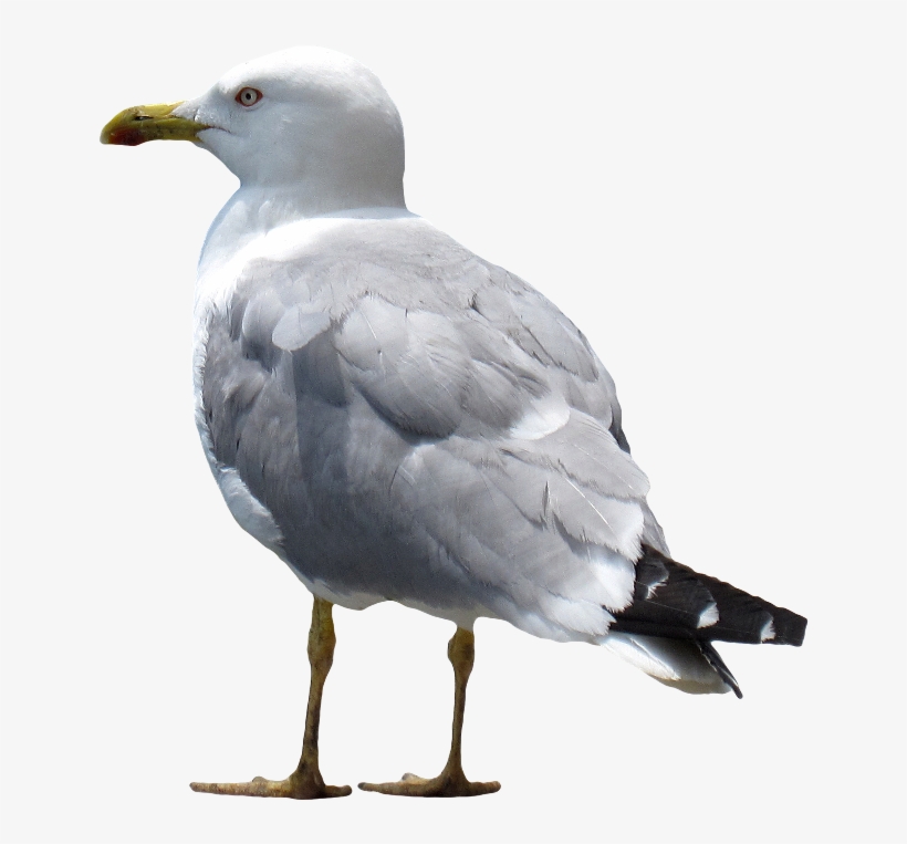 Gull Png - European Herring Gull, transparent png #9598898