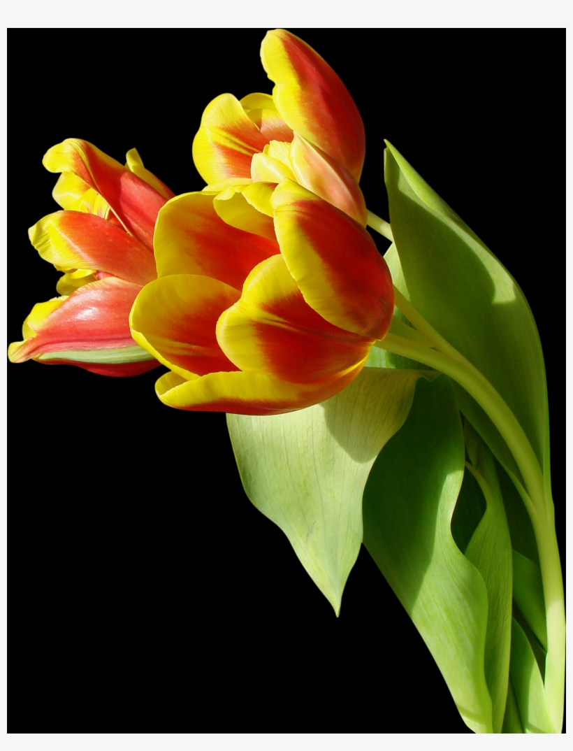 Tulip, Free Pngs - Hummingbird I Love You, transparent png #9598948