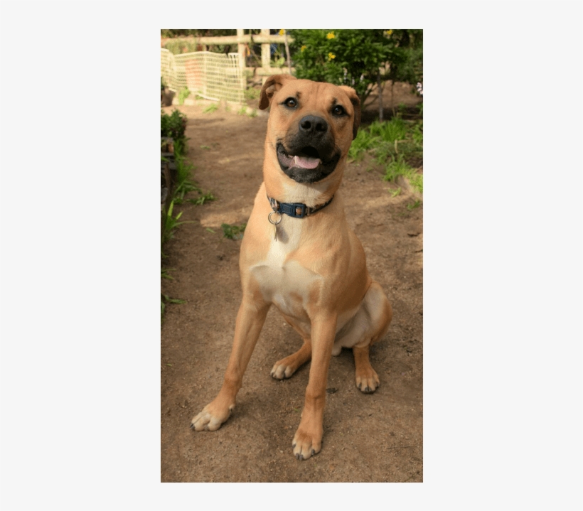 Photo Of Budweiser - Companion Dog, transparent png #9598993