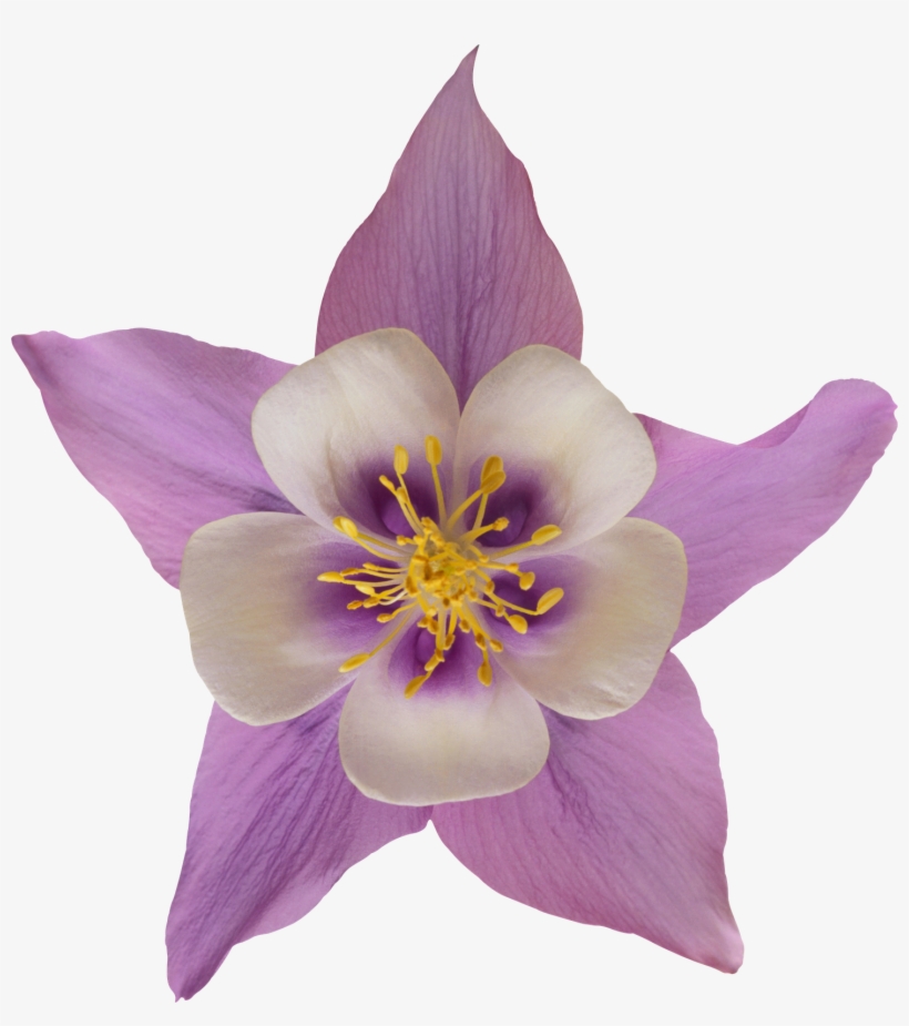 Flor Png File Png - Flores En Png Y Mas, transparent png #9599279