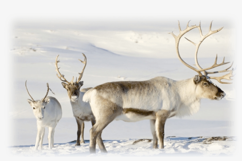 Caribou Reindeer, transparent png #960035
