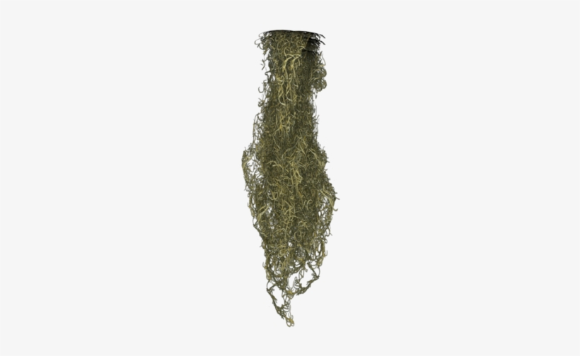 Spanish Moss Png - Spanish Moss Texture, transparent png #961030