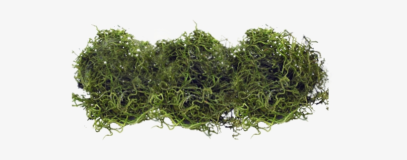 Spanish Moss Png - Moss, transparent png #961056