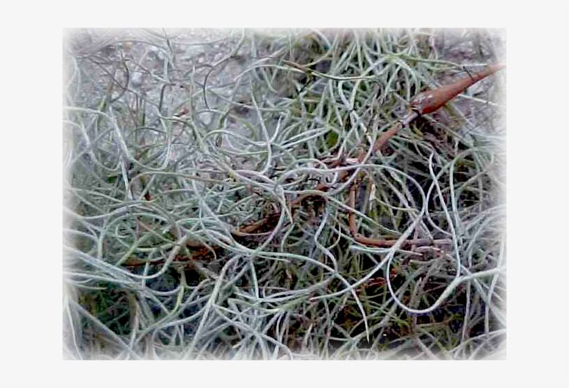 Spanish Moss, transparent png #961130