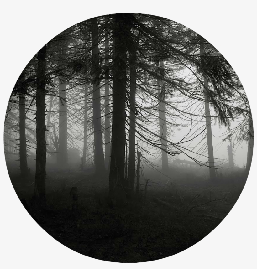 Spooky Forest 1 By Miwicz D2pg9gv 5565 - Real Hollywood Ghost Stories The House That Knows Your, transparent png #961215