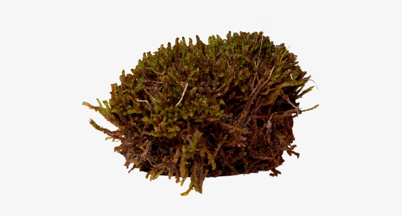 Scorpion Moss - Non-vascular Land Plant, transparent png #961234