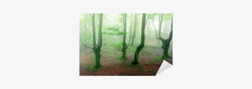 Forest, transparent png #961317