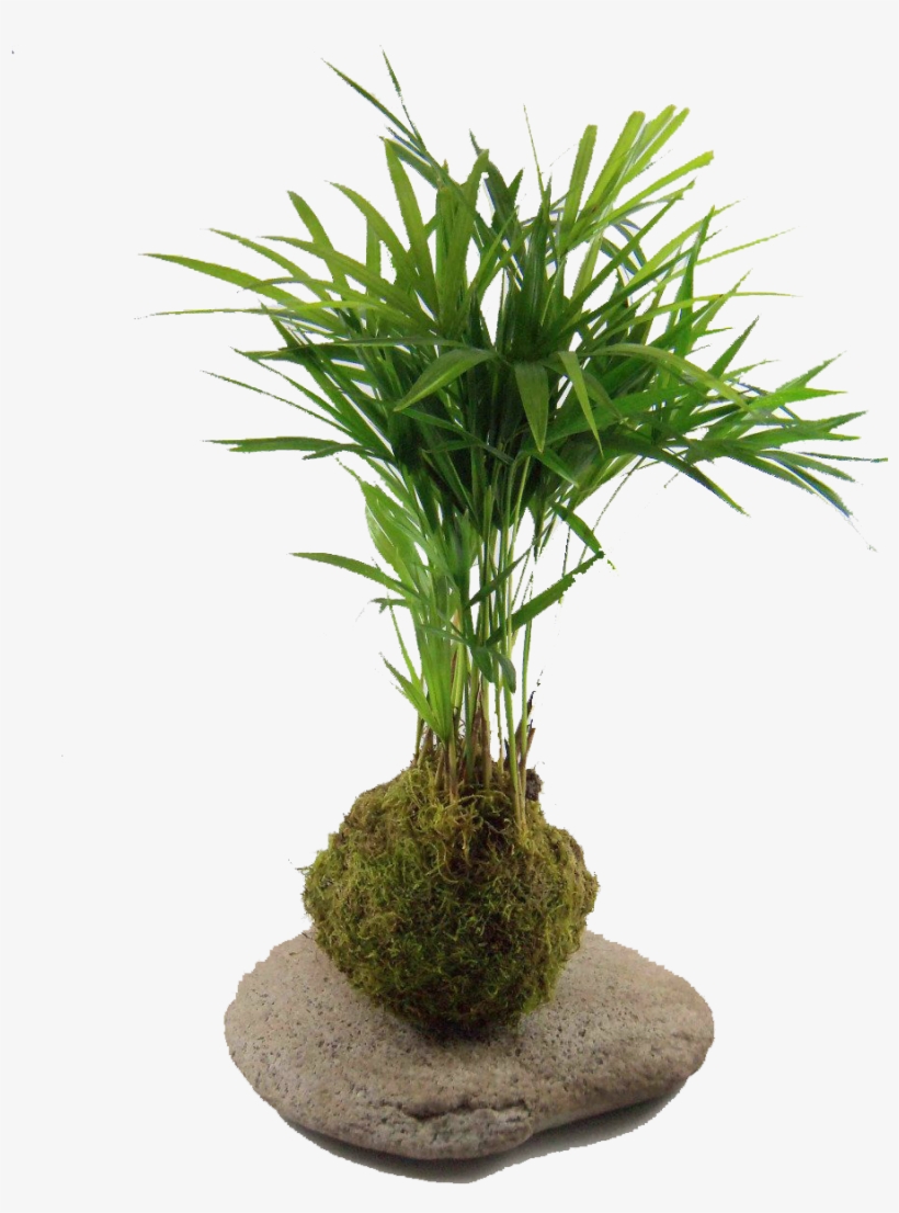 Kokedama Palmito Kok Arte Natural Mla F 145957614 4176 - Kokedama Png, transparent png #961368