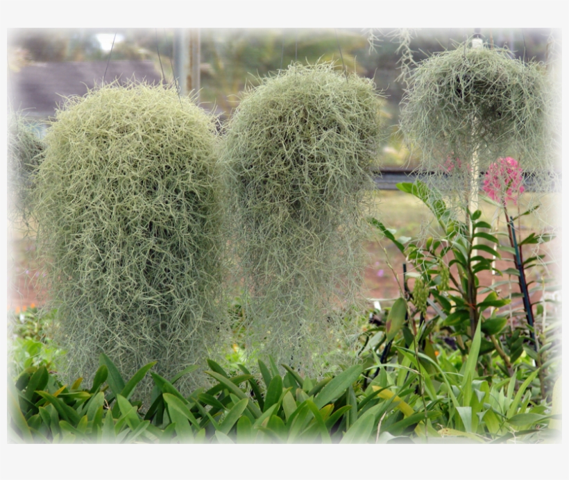 Wild Things Grow - Tillandsia Usneoides, transparent png #961496