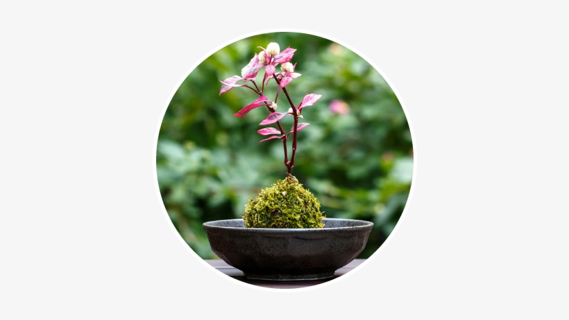 If You Are A Grower And Are Interested In Hanging Baskets, - Bonsai, transparent png #961588