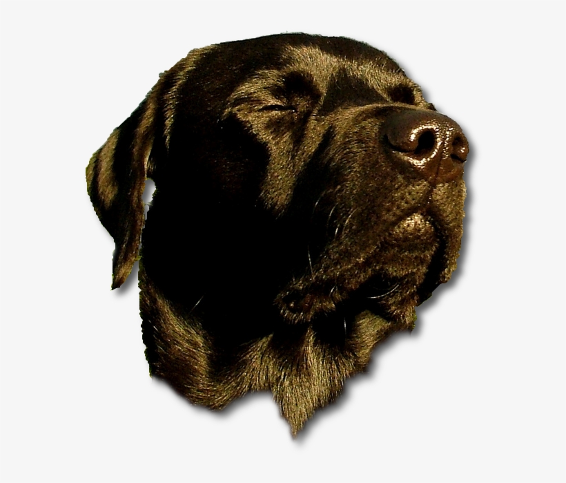 Doghead - Funny Meme Of Today, transparent png #961728