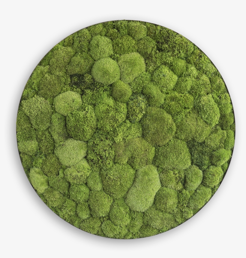 Bolmos - Pole Moss, transparent png #962017