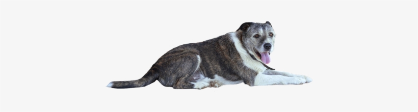 Png,dog,animal - Animales Png, transparent png #962088