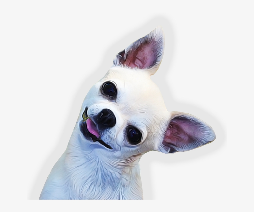 The Chihuahua Club Of America - National Dog Show Chihuahua, transparent png #962154