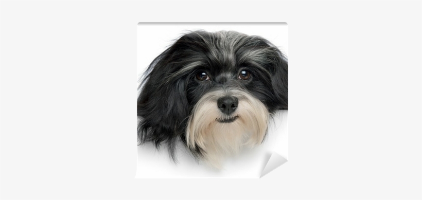 Beautiful Havanese Puppy Dog Head Wall Mural • Pixers® - Havanese Dog, transparent png #962474