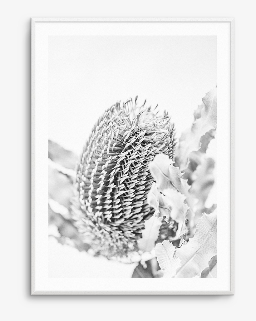 Png Free Banksia B W No I Native Botanical - Banksia, transparent png #962980