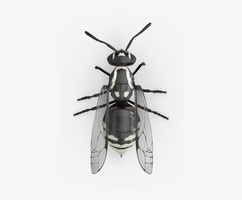 Raid Wasp & Hornet Killer 33, transparent png #963021
