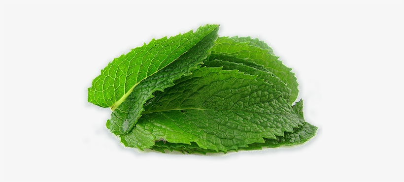 Our Herbs Are Sustainably Grown - Mint Png, transparent png #964851