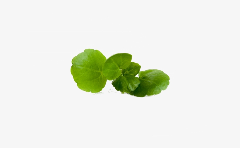 Houseplant, transparent png #964883