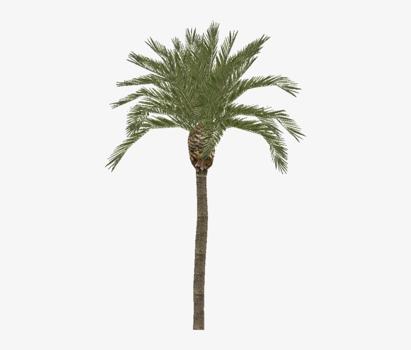 Palm - Date Tree, transparent png #965240