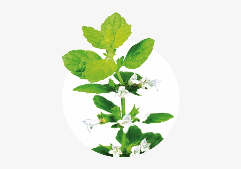 Lemon Balm - Zioła Lecznicze, transparent png #965299