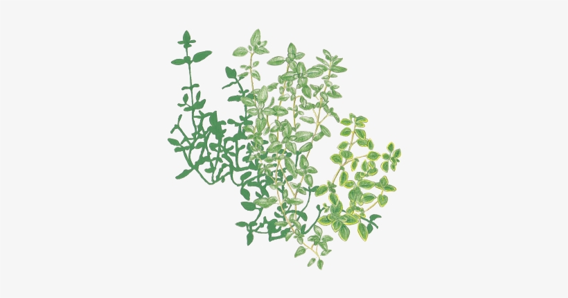 Twinflower, transparent png #965459