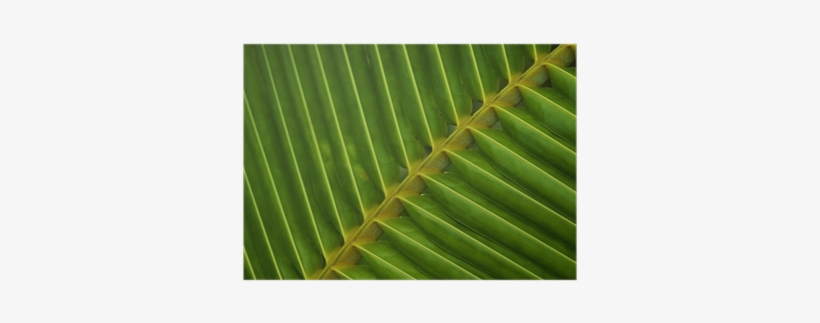 Fern, transparent png #965509
