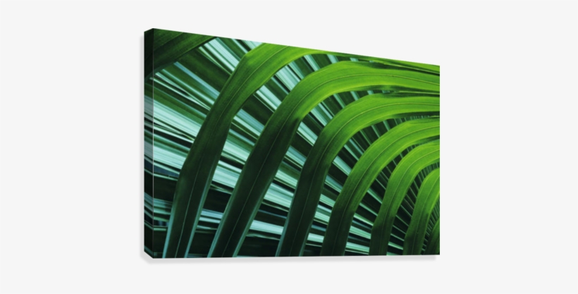 Hawaii, Palm Frond Close-up In Tropical Botanical Gardens - Great Big Canvas Greg Vaughn Poster Print Entitled, transparent png #965702