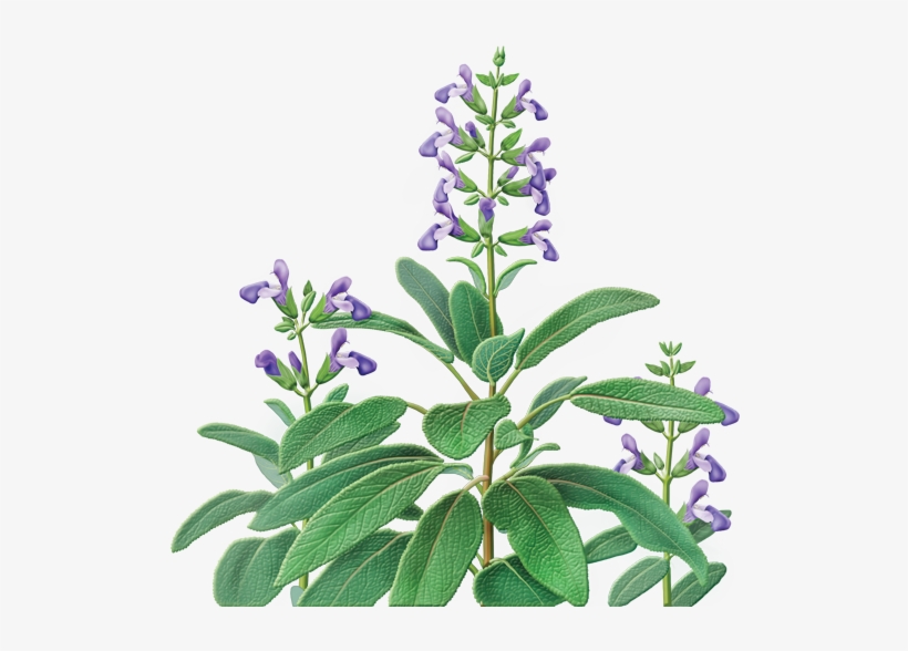 Herbal Teas Sage Supplement - Sage Tea, transparent png #965798