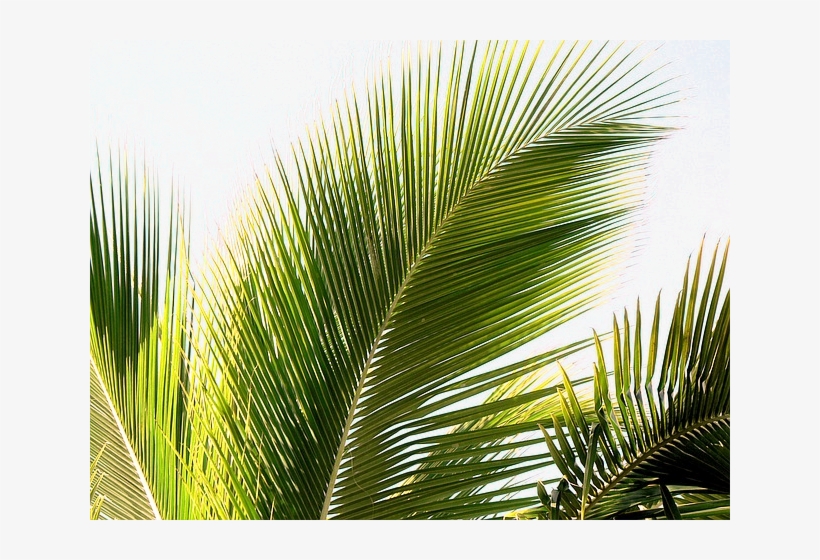 Namepalms - Holy Week Palm Sunday 2018, transparent png #965840