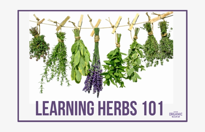 Cafepress Iherb Tile Coaster, transparent png #965928