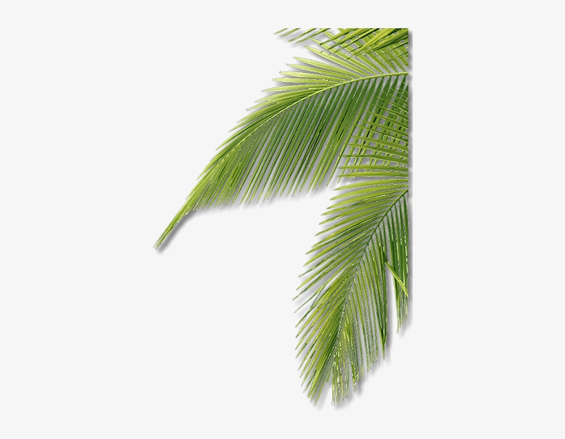 Enter Name - Roystonea, transparent png #965997