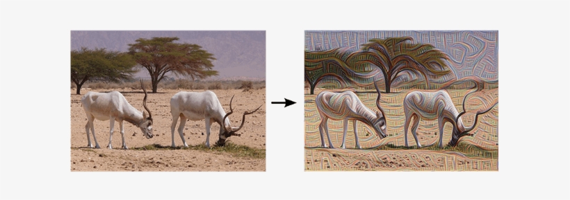 Ibex Grazing, Pre And Post Edge Detection - Google Deep Dream Before After, transparent png #967013