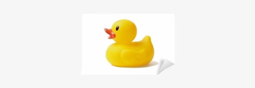 Duck, transparent png #967534