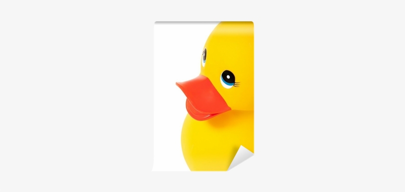 Duck, transparent png #967805