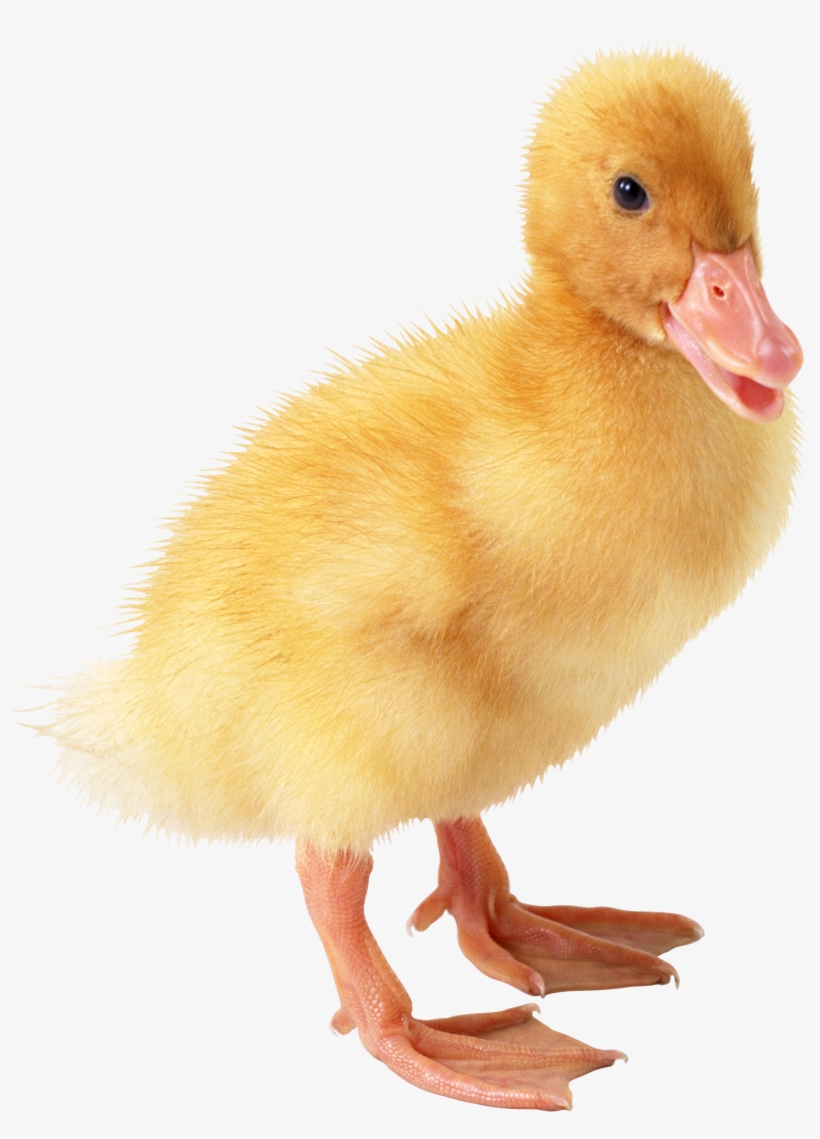 Cartoon Rubber Duck Clip Art At Clker - Transparent Background Yellow Duck, transparent png #967934