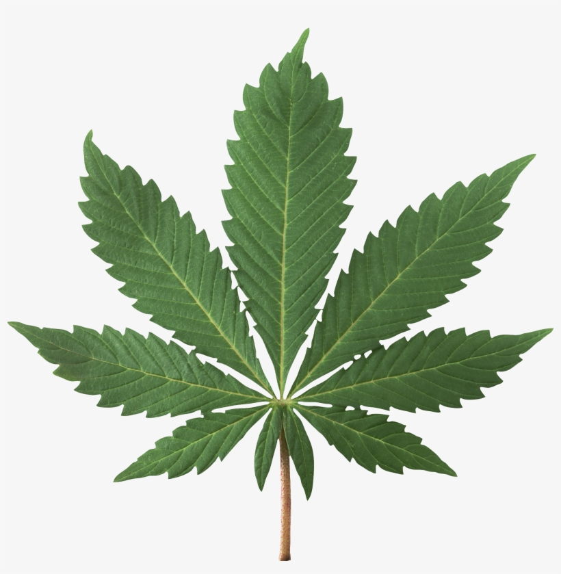 Cannabis Plant Png Image - Marijuana Jpg, transparent png #969759